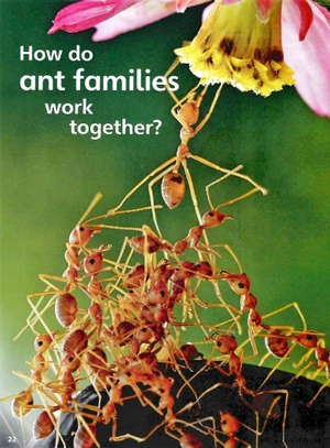 bộ guess what! level 5 pupil's book british english