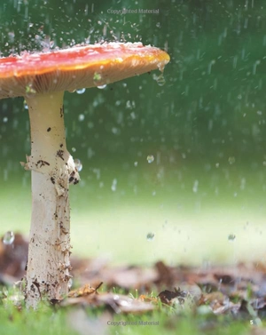 bộ guess what! level 6 pupil's book british english