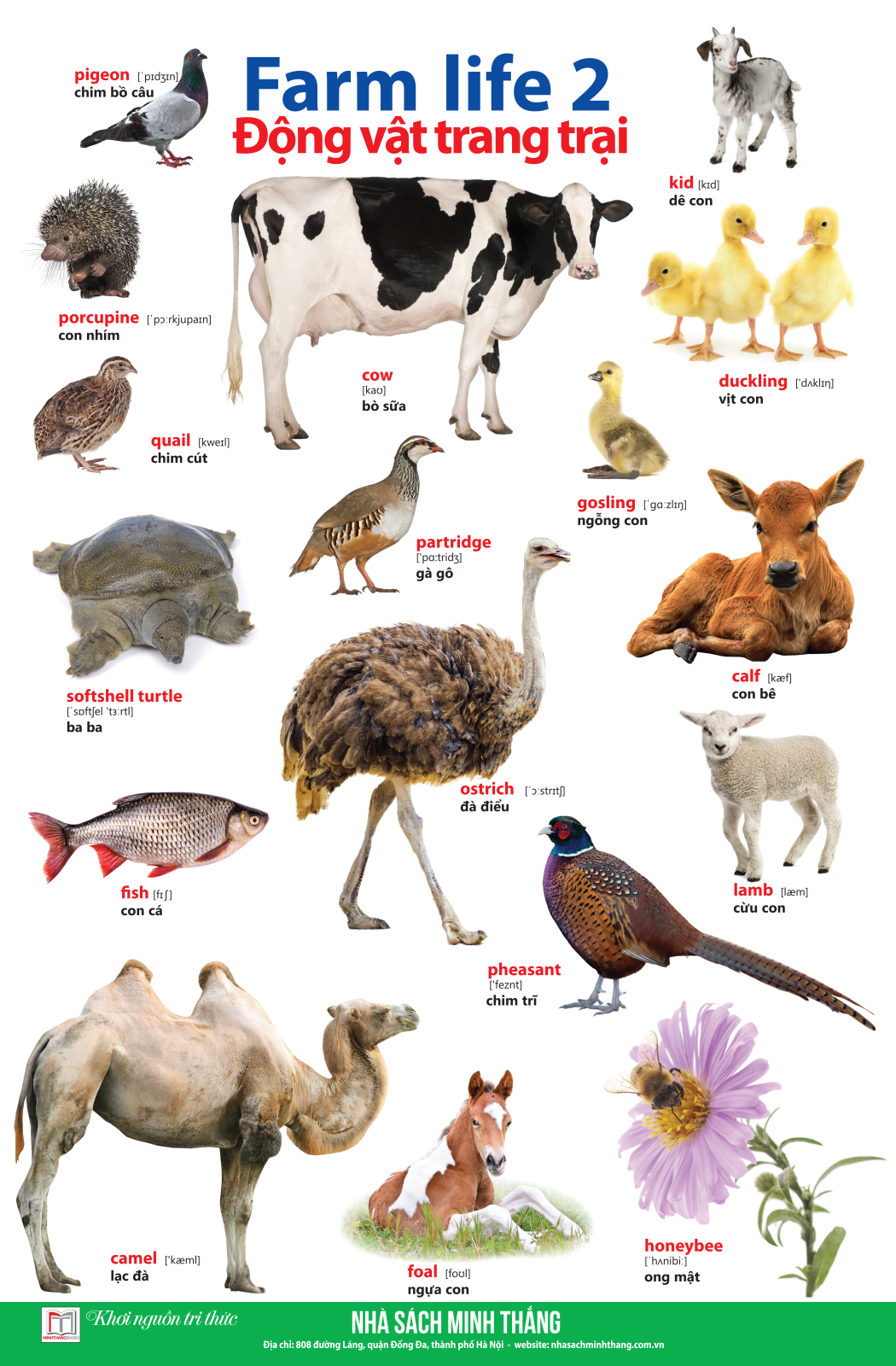 bộ learing english by pictures - học tiếng anh bằng hình ảnh - tập 2 (tái bản 2023)