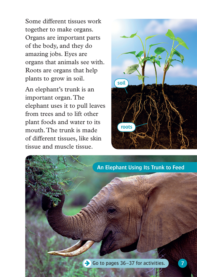 Bo
						
										
										Oxford Read and Discover 6 Cells and Microbes