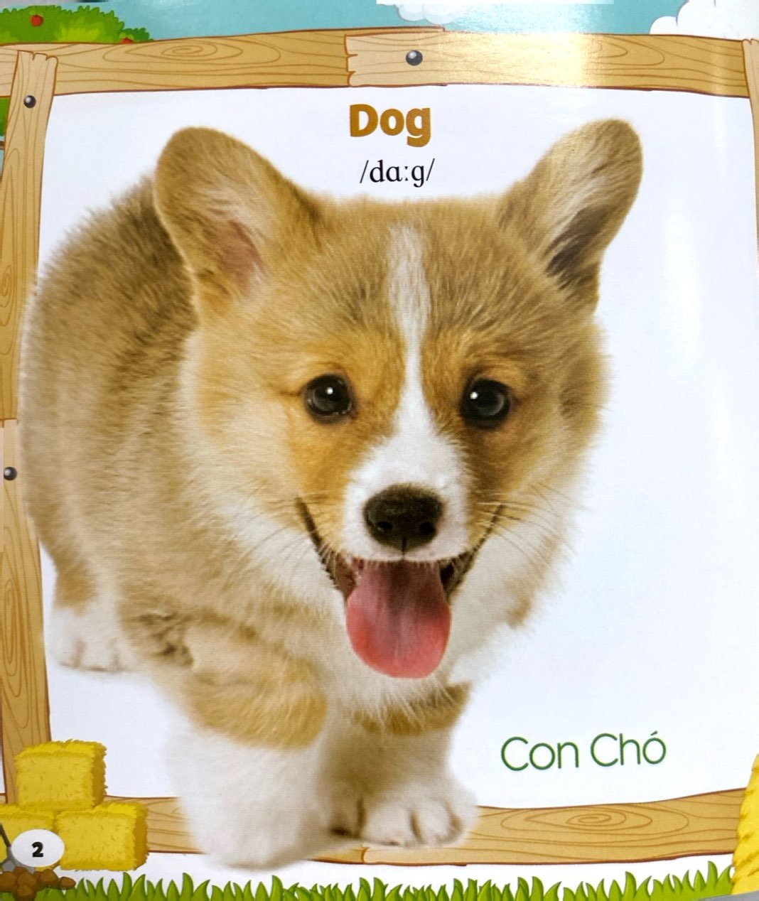 bộ sách bách khoa toàn thư cho bé (bộ 5 cuốn)