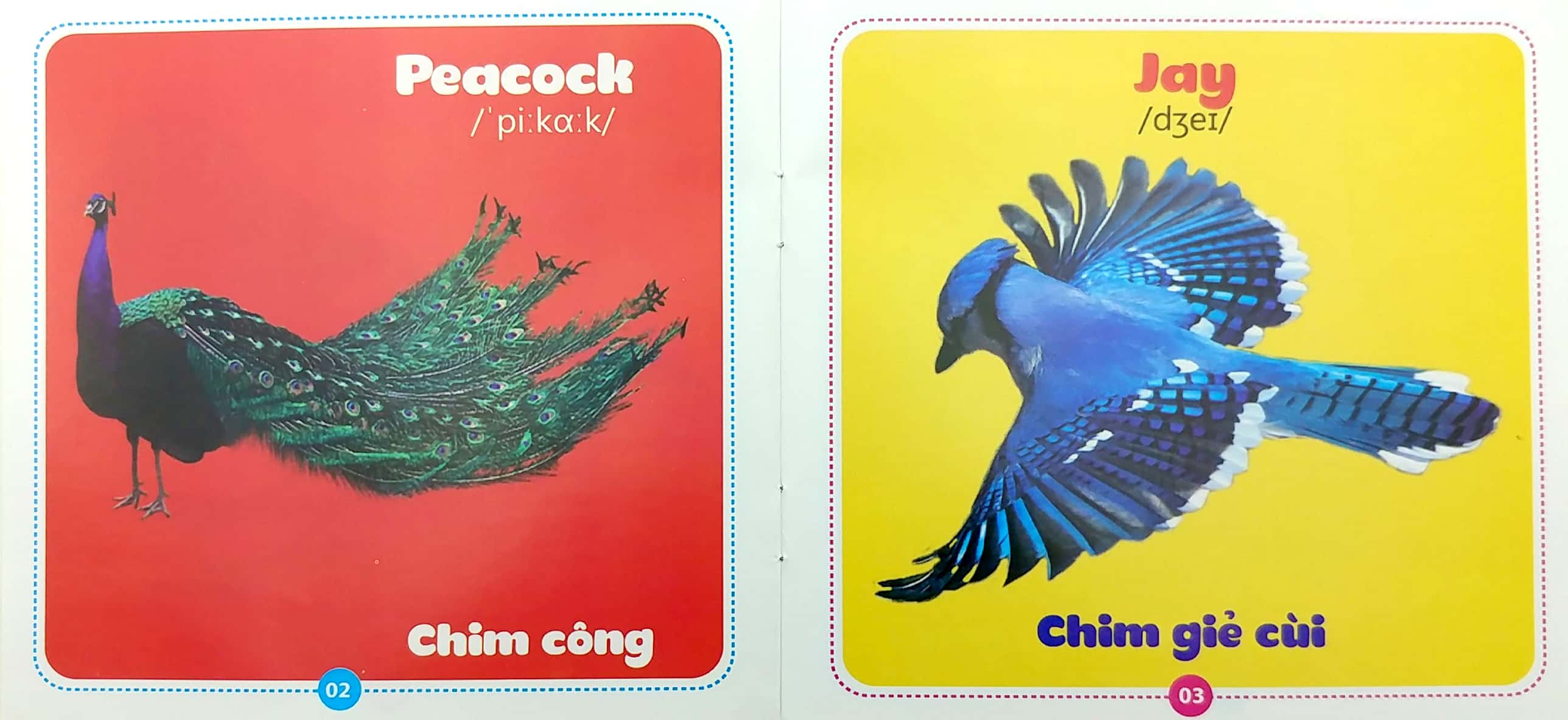 bộ sách từ điển bằng hình cho bé (song ngữ anh-việt) - bộ 10 cuốn