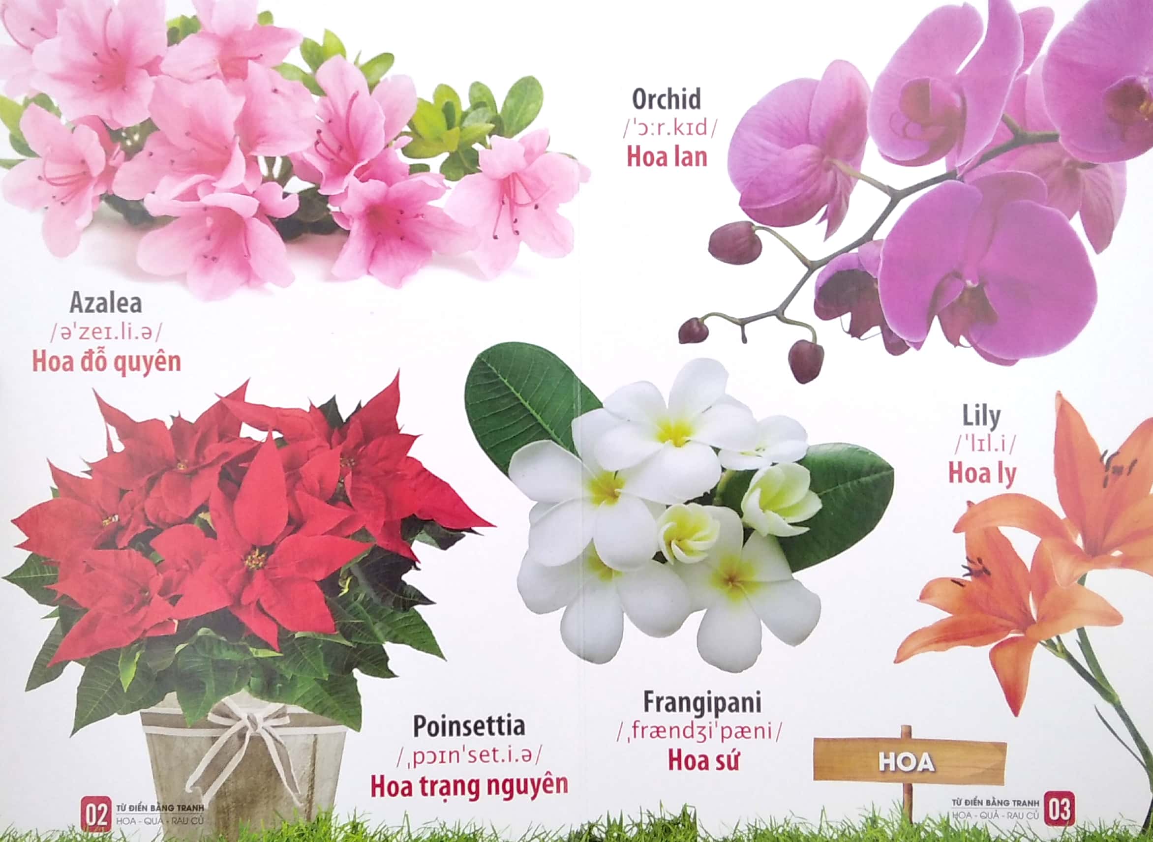 bộ sách từ điển bằng tranh: hoa, quả, rau củ - chữ cái và số đếm - phương tiện giao thông (bộ 3 cuốn)