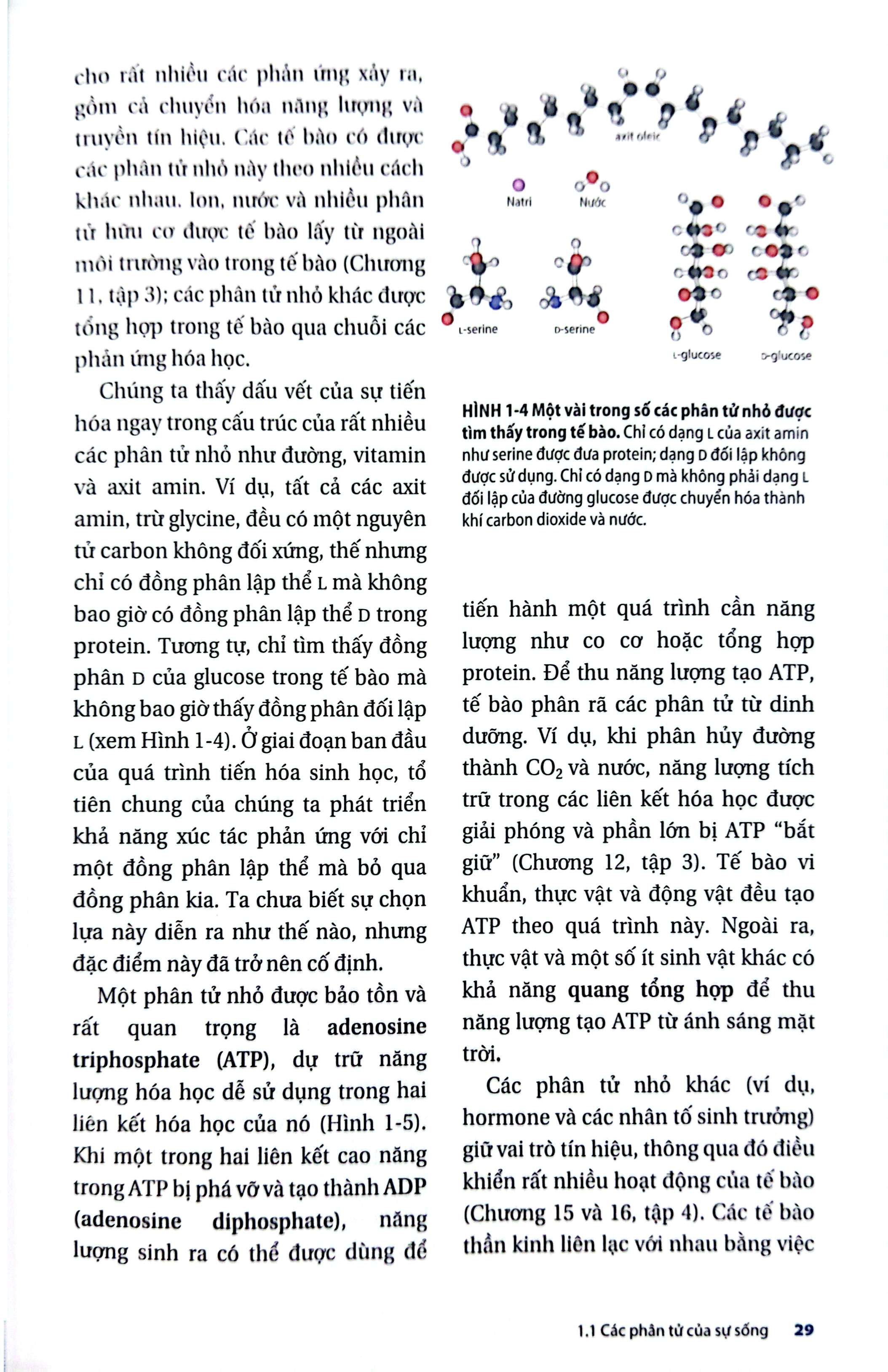 Bo
						
										
										Sinh Hoc Phan Tu Cua Te Bao - Tap 1 - Co So Hoa Hoc Va Phan Tu (Tai Ban 2024)