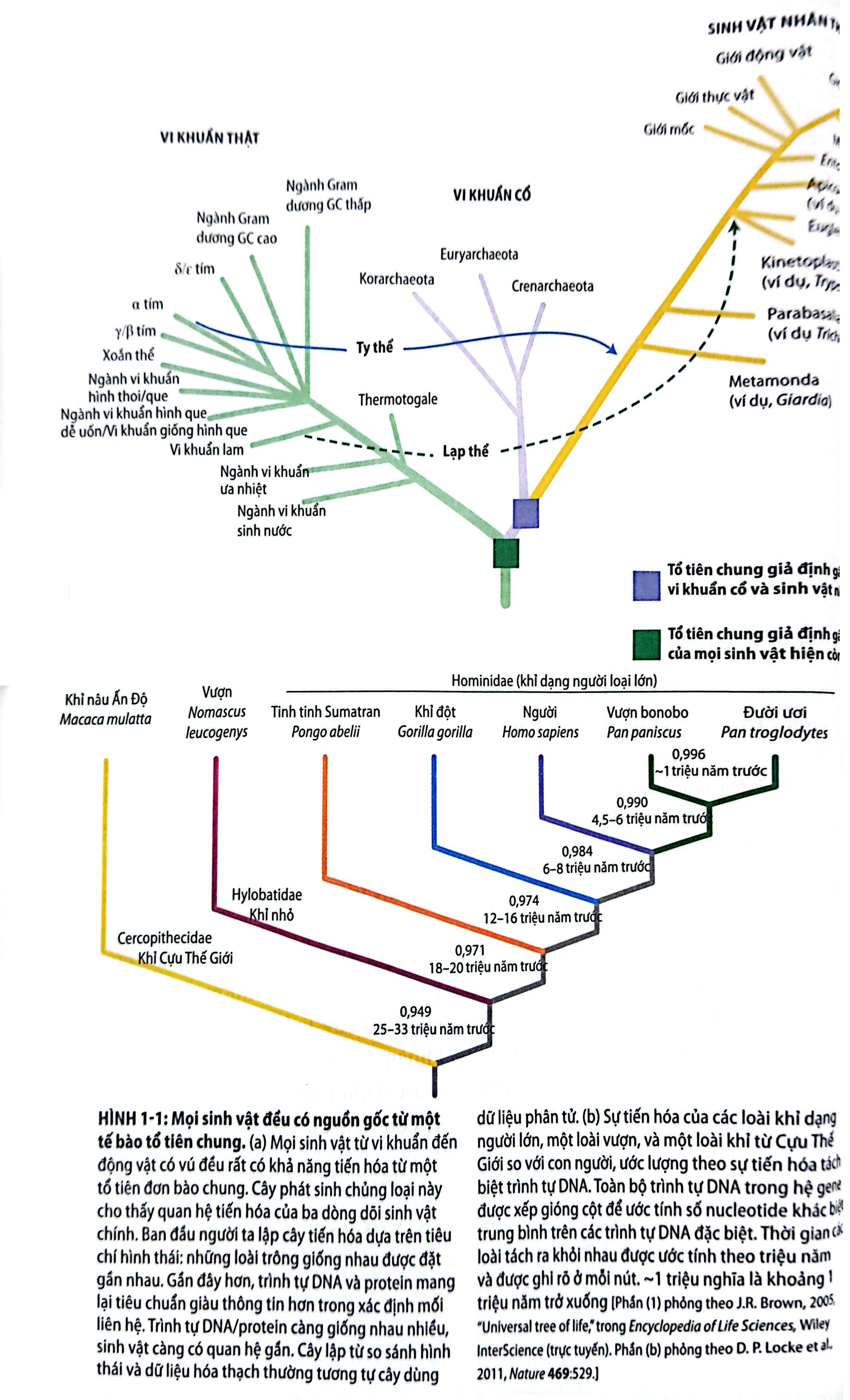 Bo
						
										
										Sinh Hoc Phan Tu Cua Te Bao - Tap 1 - Co So Hoa Hoc Va Phan Tu (Tai Ban 2024)