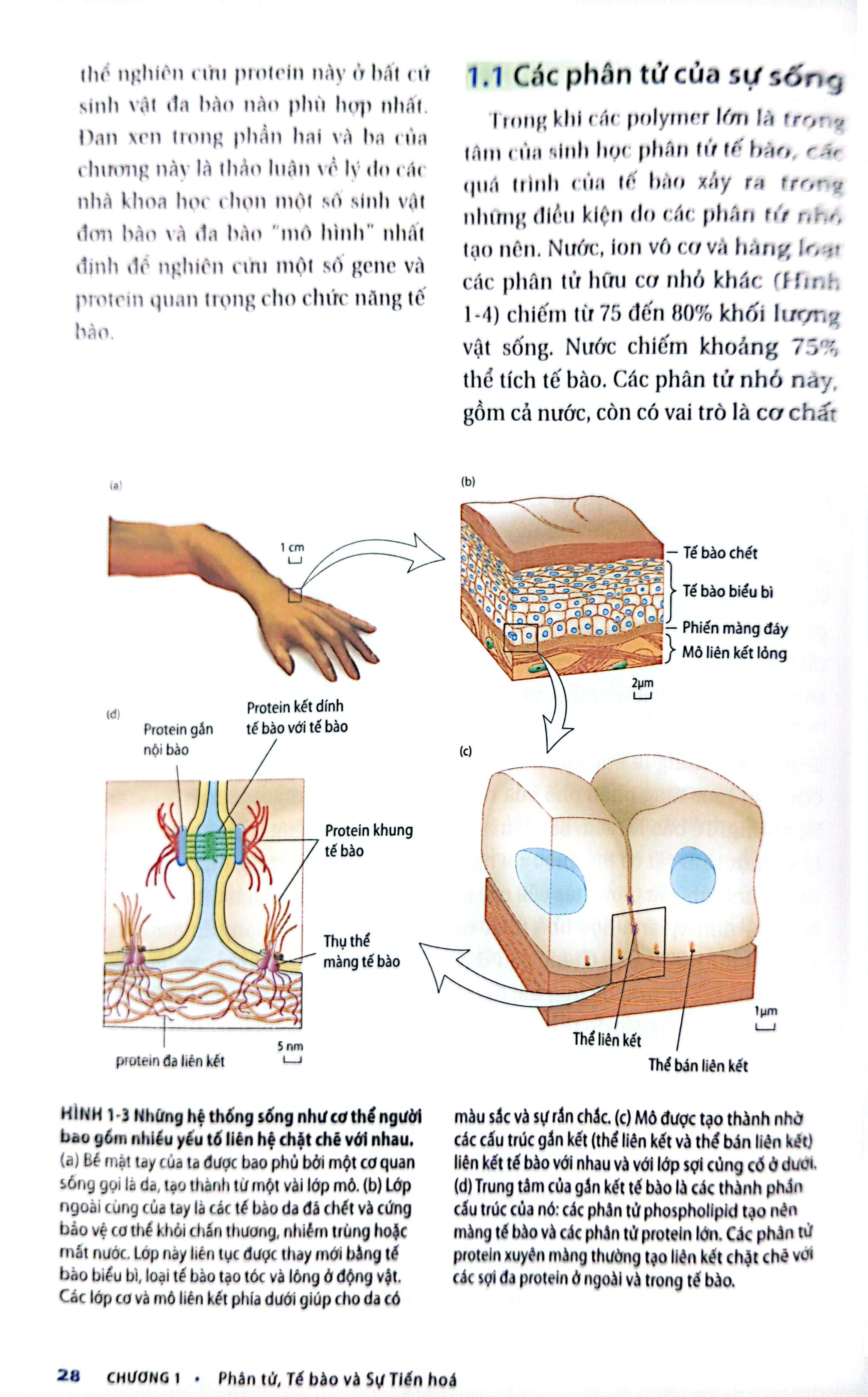 Bo
						
										
										Sinh Hoc Phan Tu Cua Te Bao - Tap 1 - Co So Hoa Hoc Va Phan Tu (Tai Ban 2024)