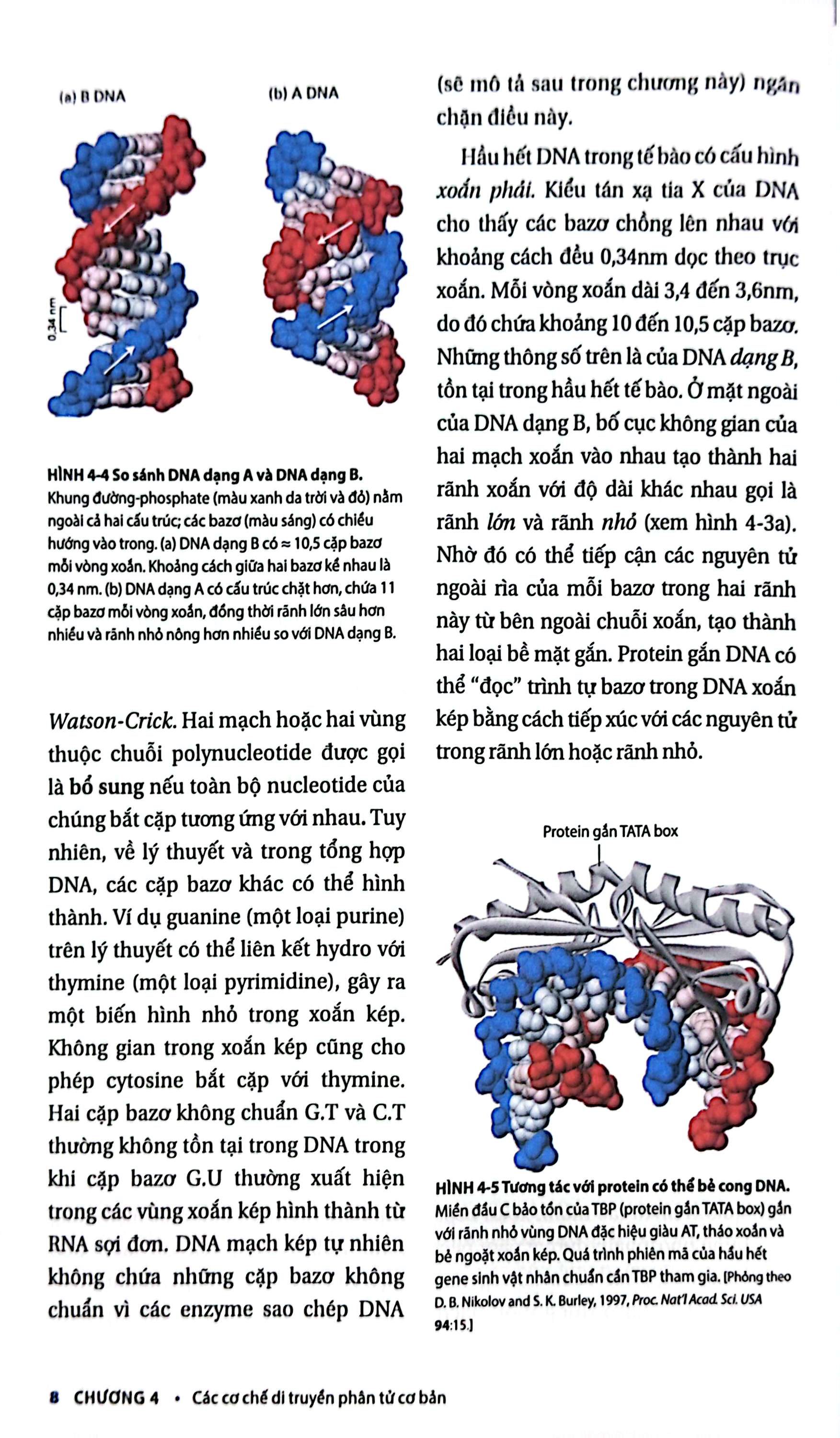 Bộ Sinh Học Phân Tử Của Tế Bào - Tập 2 - Di Truyền Học Và Sinh Học Phân Tử (Tái Bản 2024)
