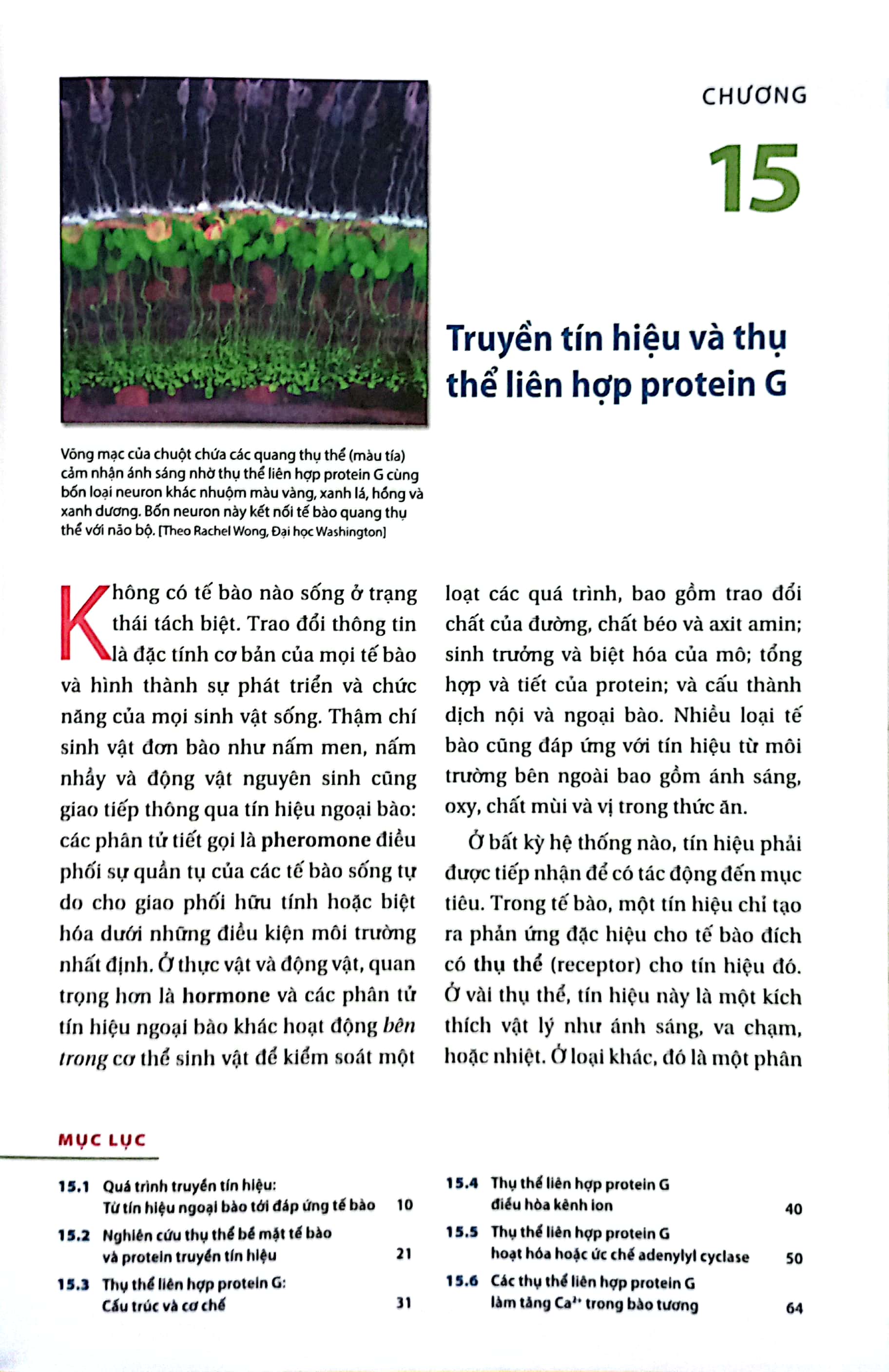 Bộ Sinh Học Phân Tử Của Tế Bào - Tập 4 - Cấu Trúc Và Chức Năng Của Tế Bào 2 (Tái Bản 2024)