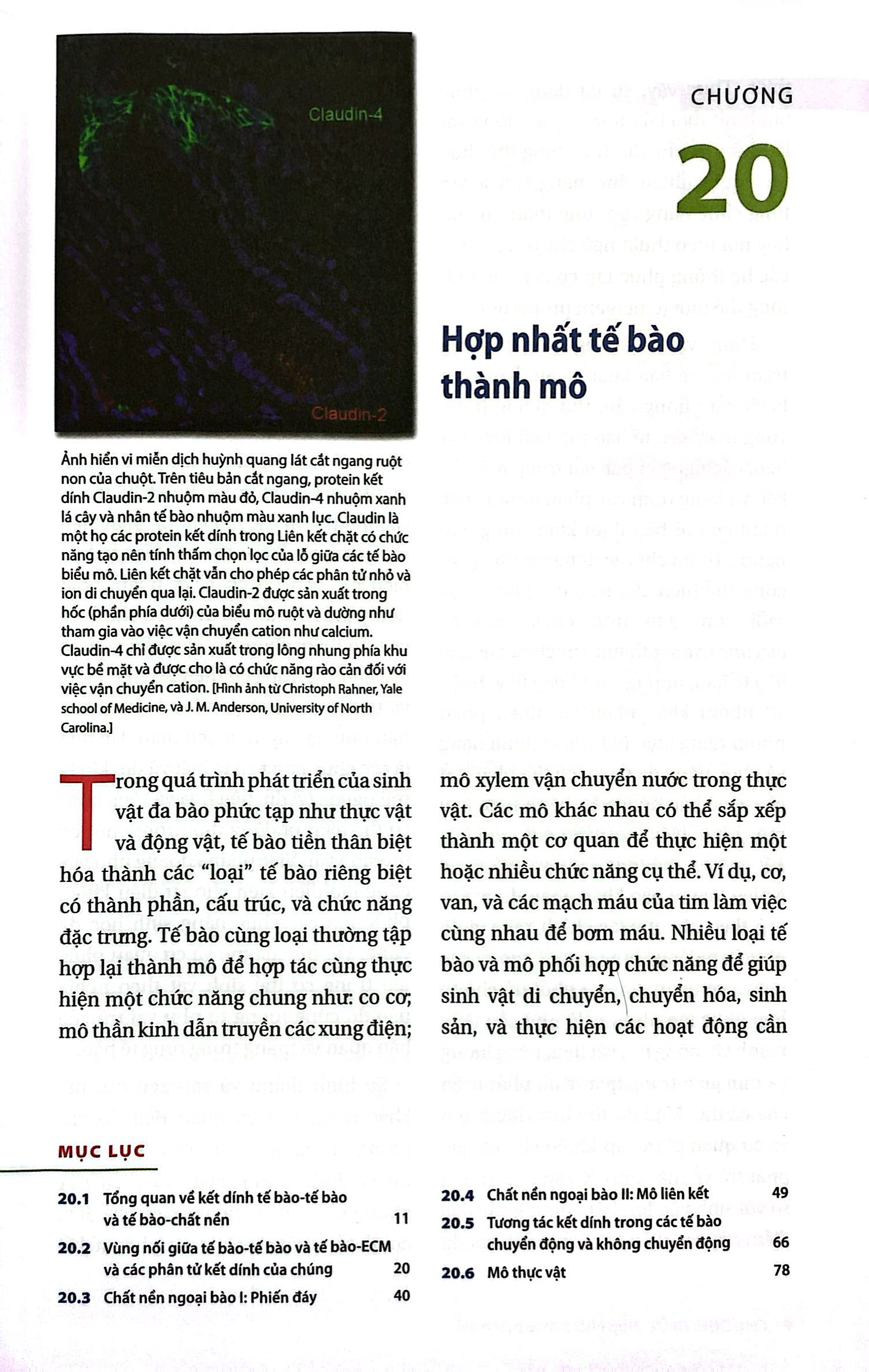 Bo
						
										
										Sinh Hoc Phan Tu Cua Te Bao - Tap 5 - Su Sinh Truong & Phat Trien Cua Te Bao (Tai Ban 2024)