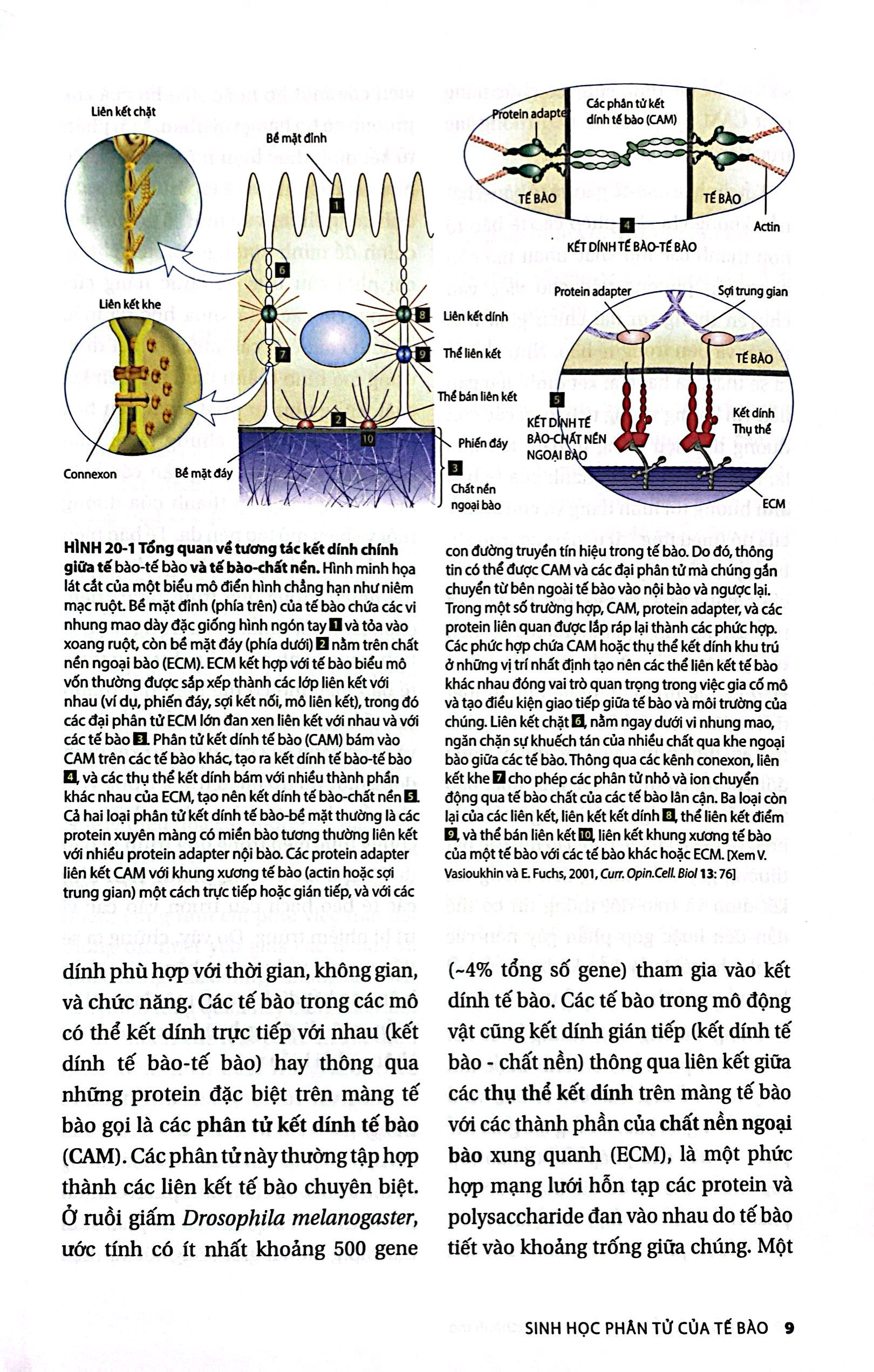 Bo
						
										
										Sinh Hoc Phan Tu Cua Te Bao - Tap 5 - Su Sinh Truong & Phat Trien Cua Te Bao (Tai Ban 2024)