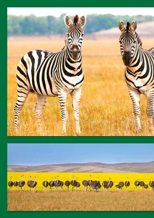 bộ teen eli readers real lives - riri: my south africa - stage 2 a2 - downloadable audio files