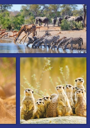 bộ teen eli readers real lives - riri: my south africa - stage 2 a2 - downloadable audio files