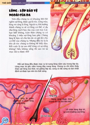 bộ thế giới những điều chưa biết (tập 5) - cơ thể người