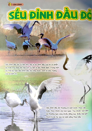 bộ the young scientist - truyện tranh khoa học cho trẻ em - level 3 - tập 3: cá quái vật trên đồng lúa