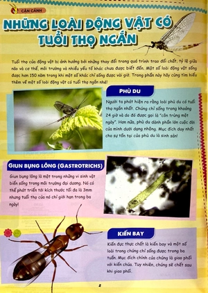 bộ the young scientist - truyện tranh khoa học cho trẻ em - level 3 - tập 7: "voi dumbo" trong lòng biển