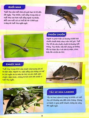 bộ the young scientist - truyện tranh khoa học cho trẻ em - level 3 - tập 7: "voi dumbo" trong lòng biển