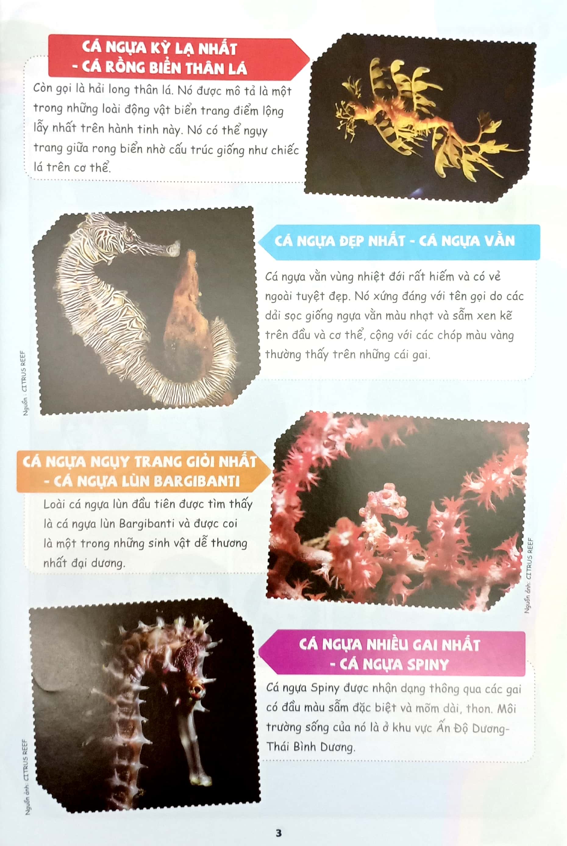 Bo
						
										
										The Young Scientists - Truyen Tranh Khoa Hoc Cho Tre Em - Level 3 - Tap 11 - Loai Ca La Voi Mat Tren Dinh Dau!