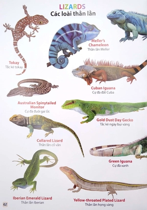 bộ từ điển bằng hình - phân loại động vật - phần 2 (song ngữ việt - anh)