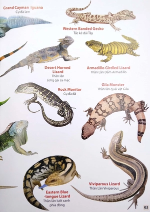 bộ từ điển bằng hình - phân loại động vật - phần 2 (song ngữ việt - anh)