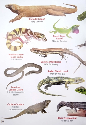 bộ từ điển bằng hình - phân loại động vật - phần 2 (song ngữ việt - anh)