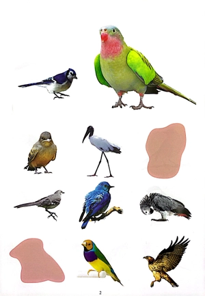 bóc dán thông minh - thế giới các loài chim