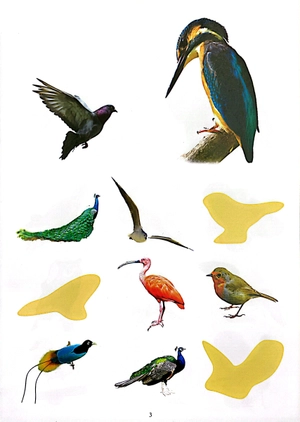 bóc dán thông minh - thế giới các loài chim