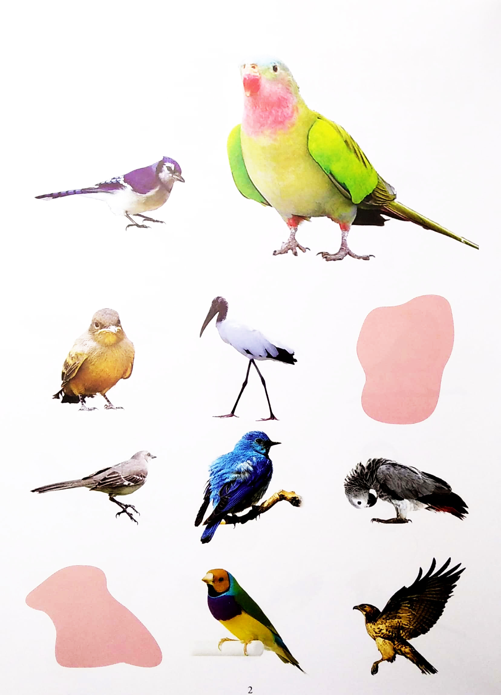 bóc dán thông minh - thế giới các loài chim (tái bản 2022)