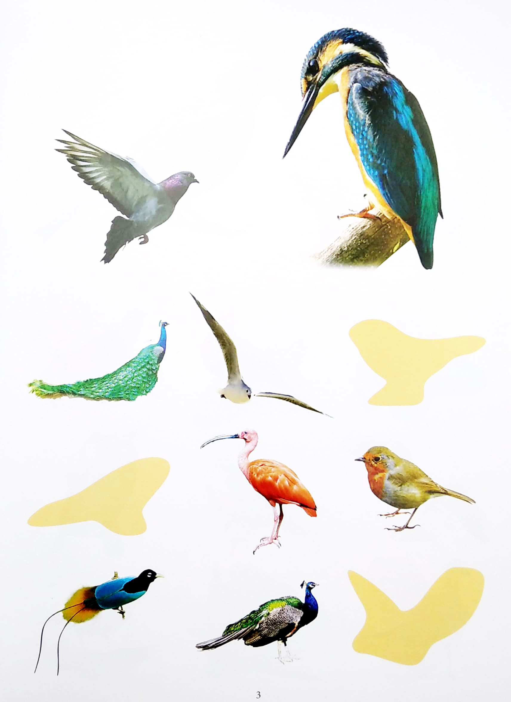 bóc dán thông minh - thế giới các loài chim (tái bản 2022)