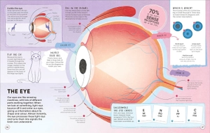 brain booster human body