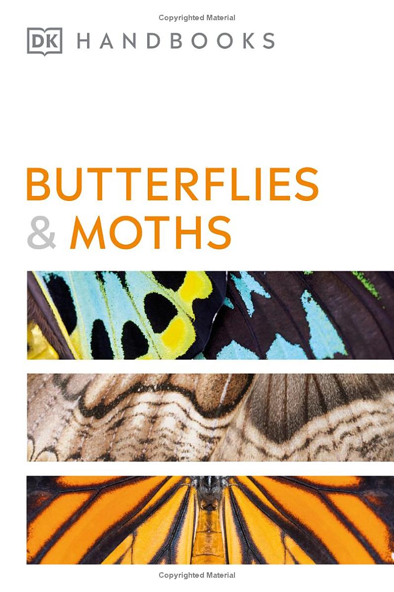 Butterflies And Moths