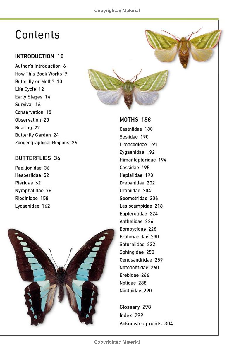 Butterflies And Moths