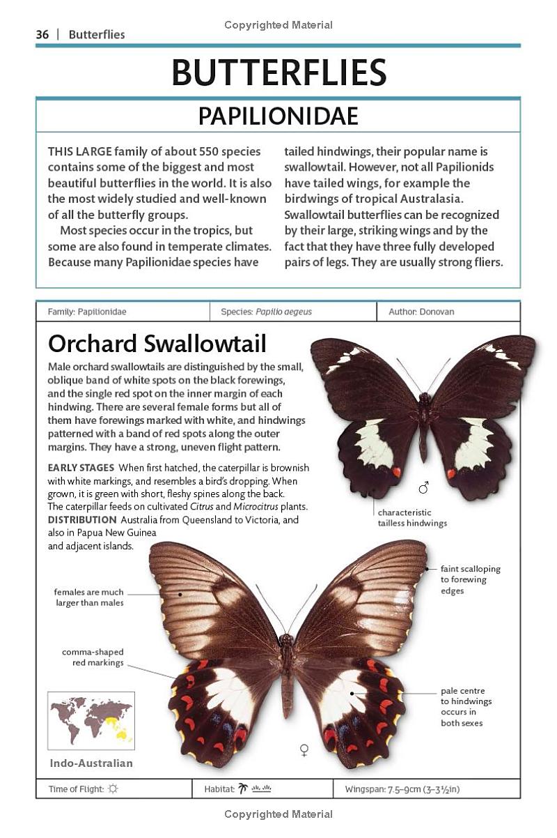 Butterflies And Moths