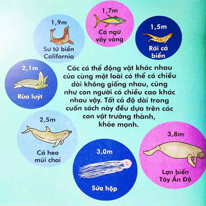 cá voi dài bao nhiêu? (tái bản 2023)