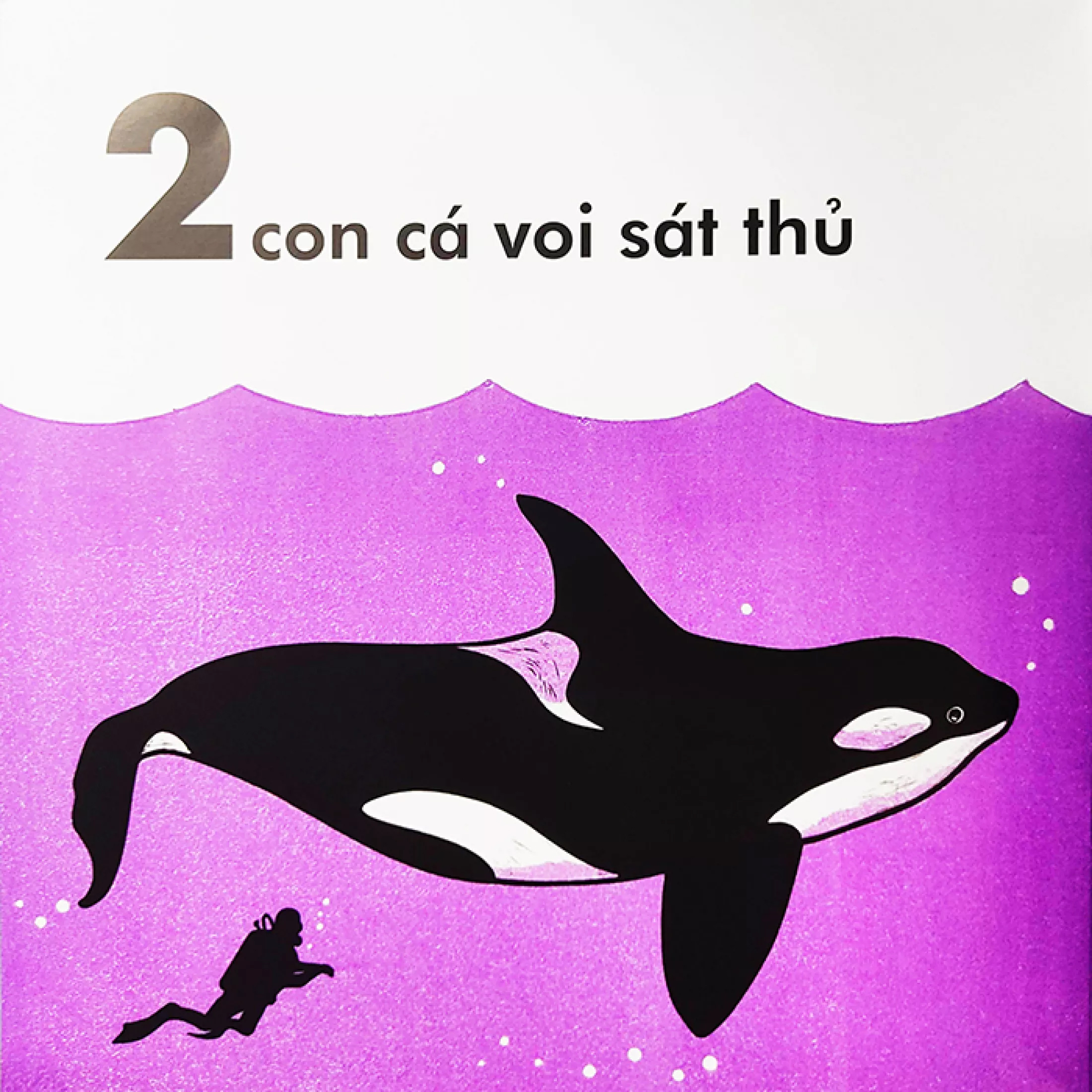 cá voi dài bao nhiêu? (tái bản 2023)