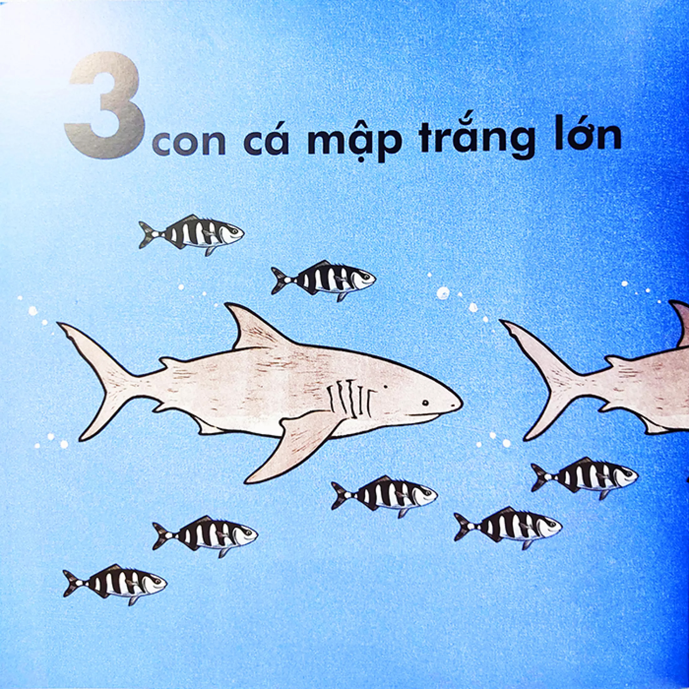 cá voi dài bao nhiêu? (tái bản 2023)