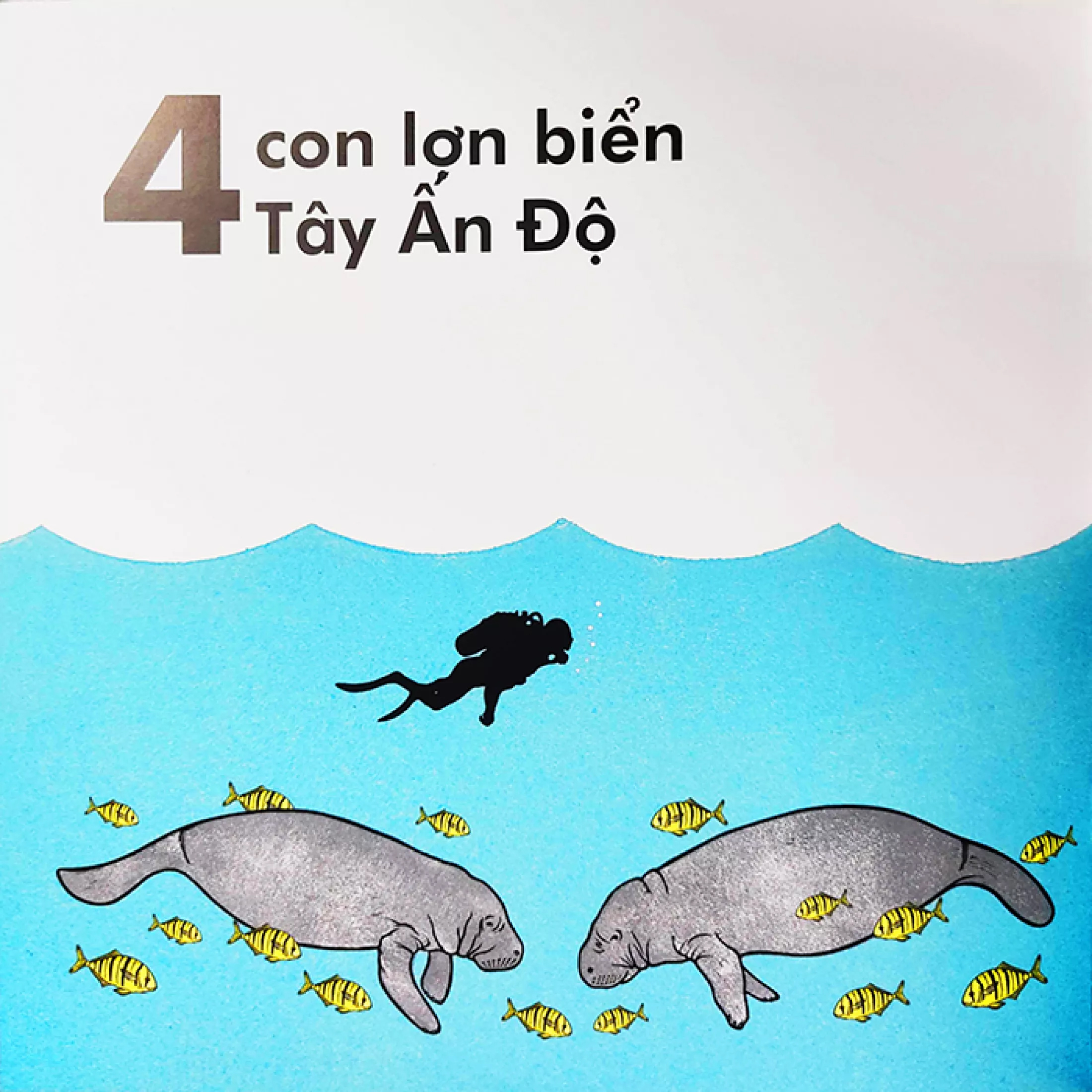 cá voi dài bao nhiêu? (tái bản 2023)