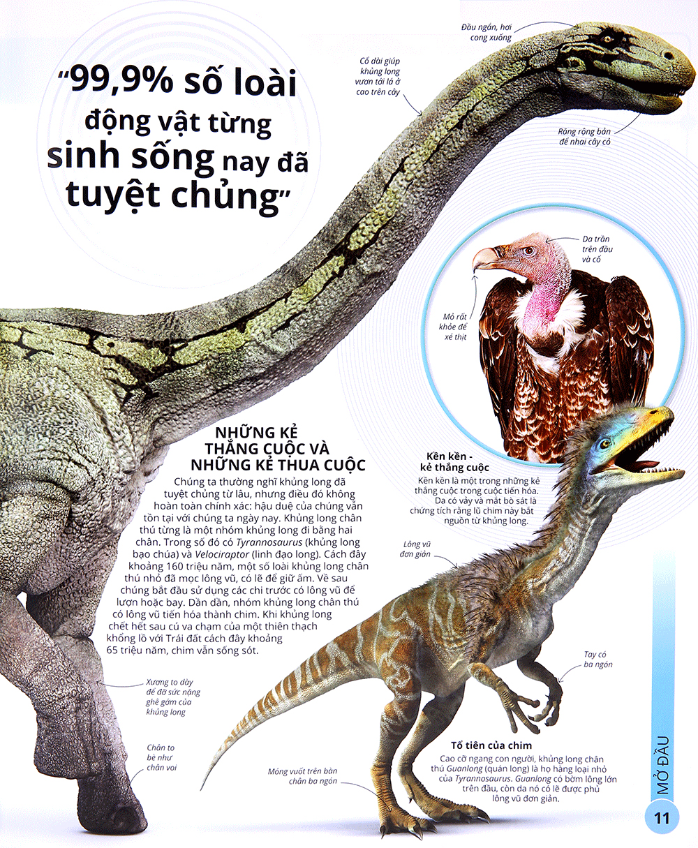 các siêu sao trong giới động vật