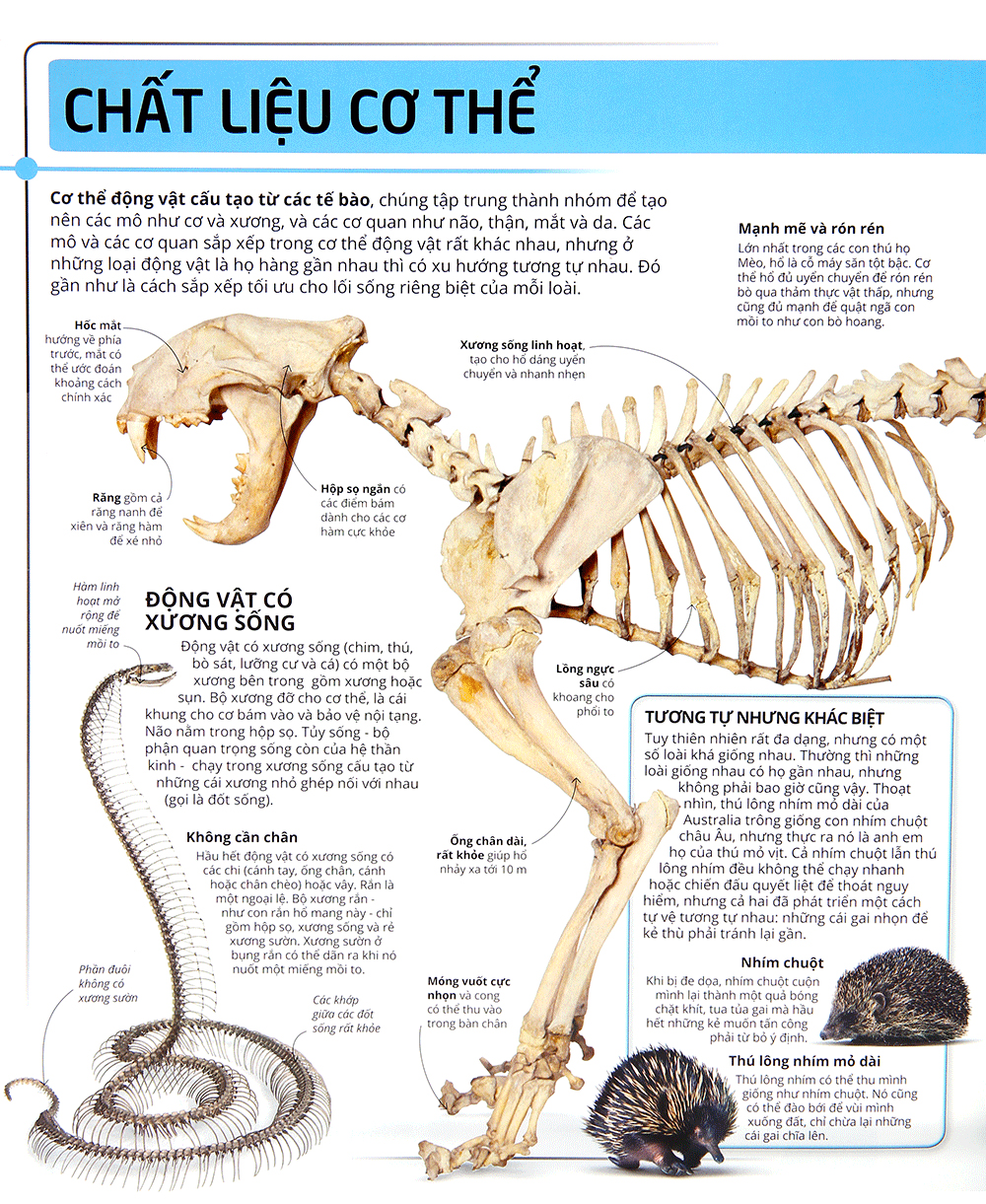 các siêu sao trong giới động vật