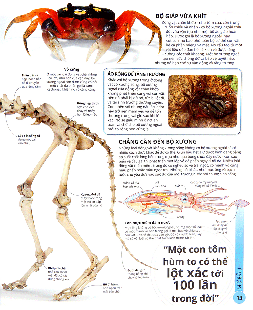 các siêu sao trong giới động vật