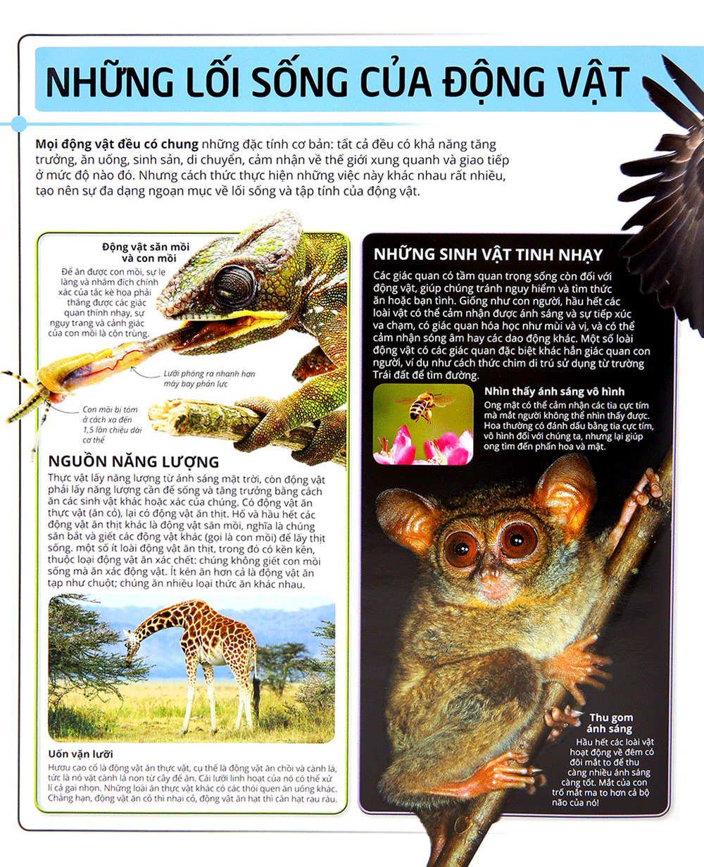 các siêu sao trong giới động vật