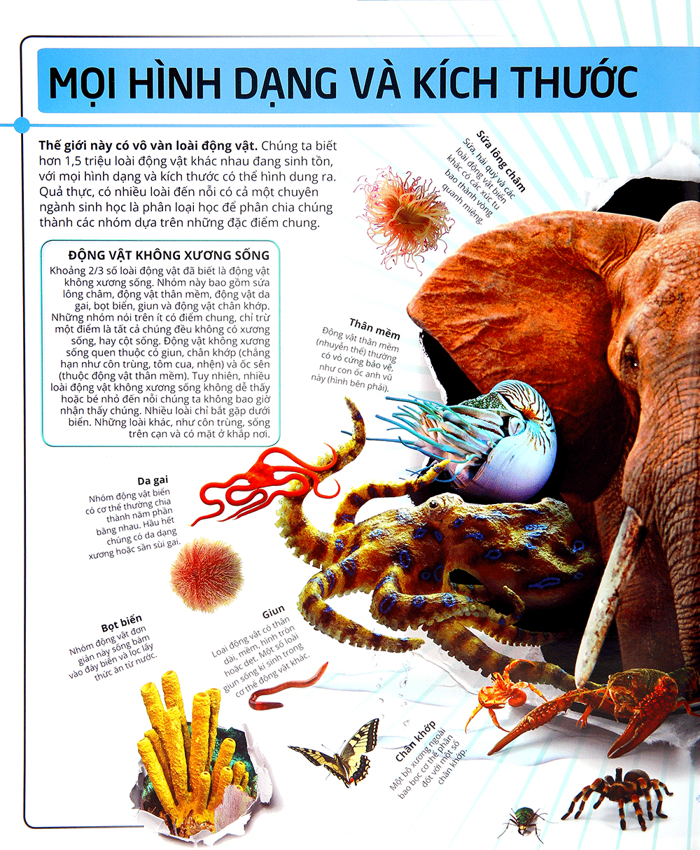 các siêu sao trong giới động vật