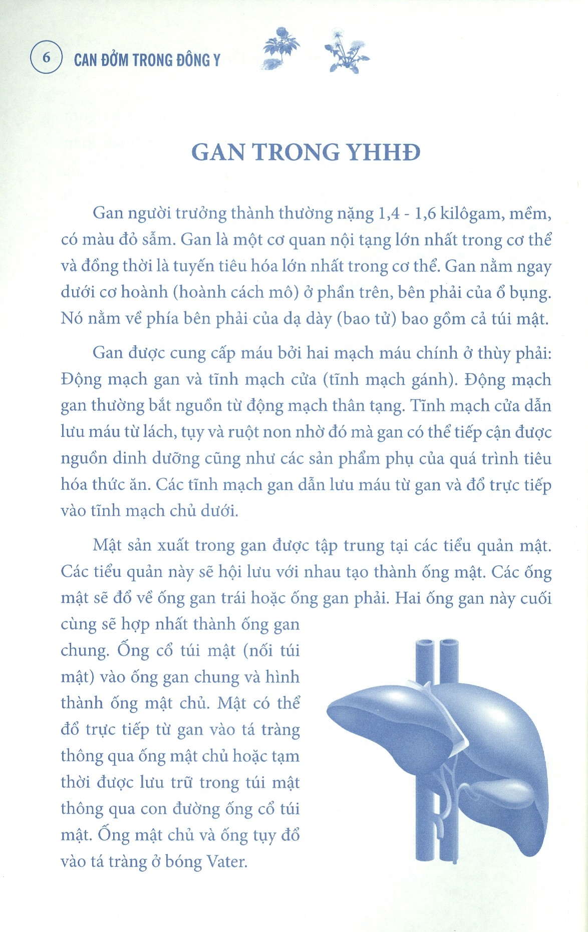 can đởm trong đông y