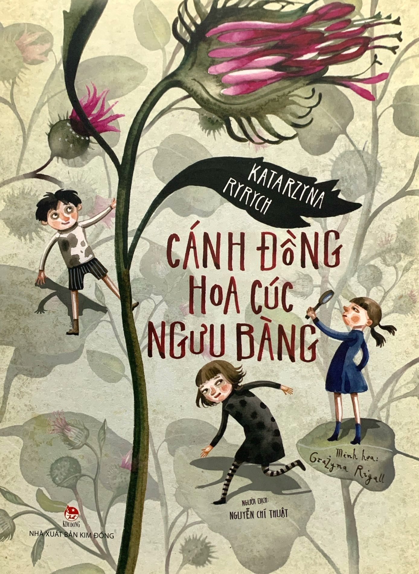 cánh đồng hoa cúc ngưu bàng