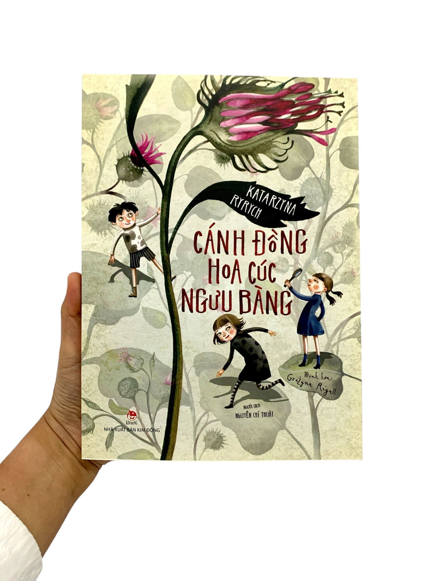 cánh đồng hoa cúc ngưu bàng