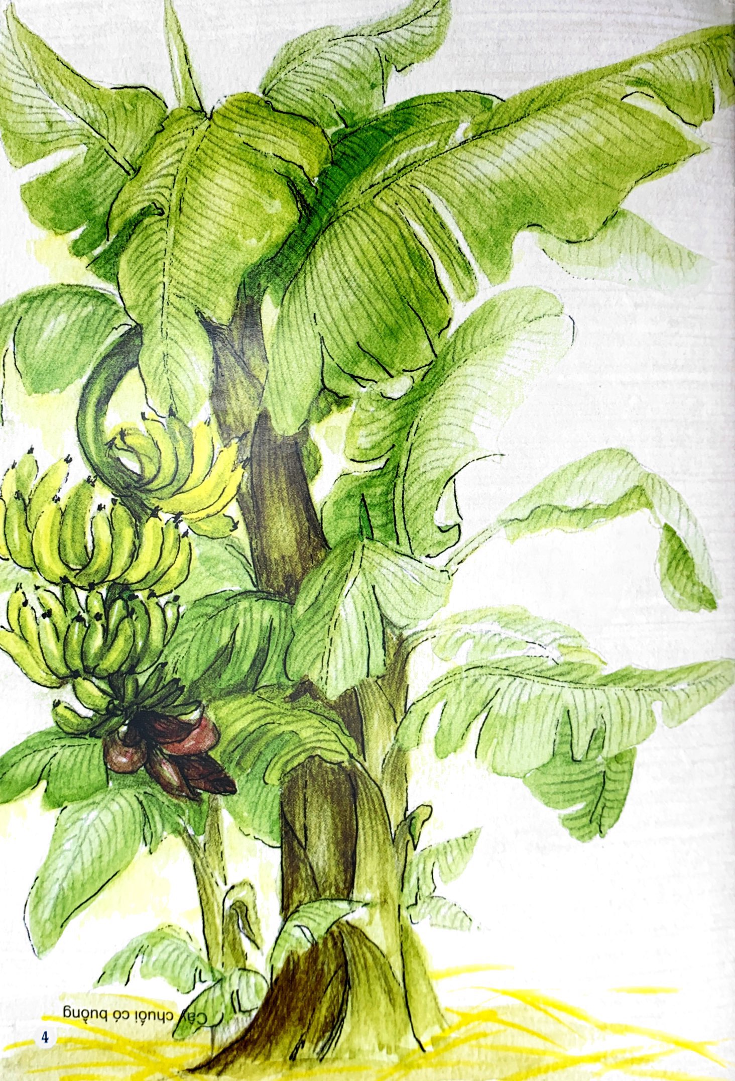 câu đố dân gian bằng tranh - cây cối (tái bản 2019)