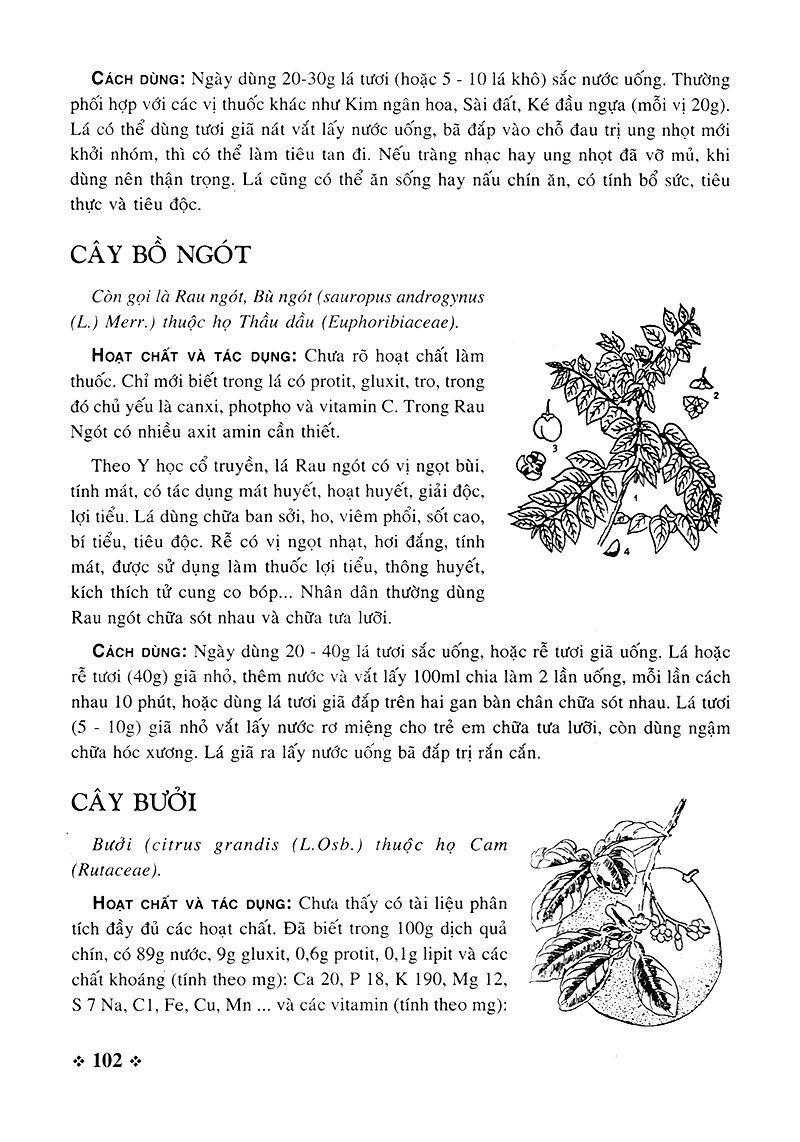 cây thuốc nam - những bài thuốc quý từ dân gian