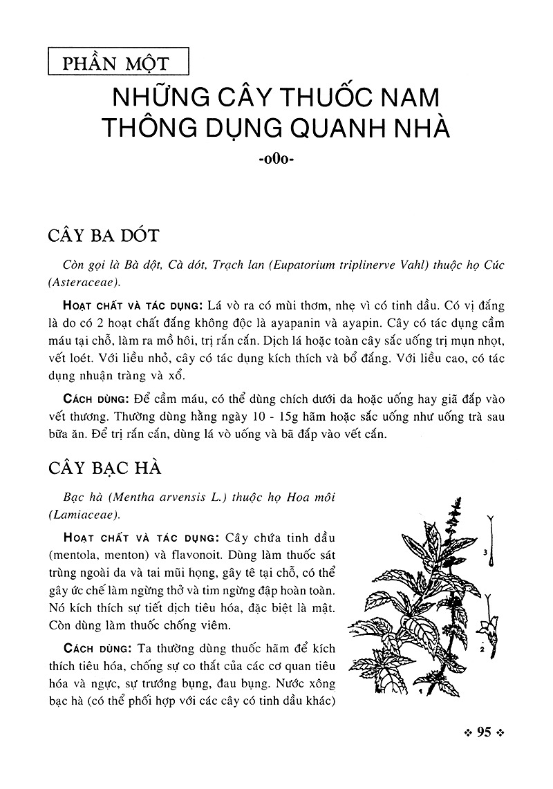 cây thuốc nam - những bài thuốc quý từ dân gian