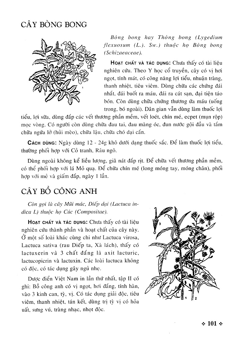 cây thuốc nam - những bài thuốc quý từ dân gian