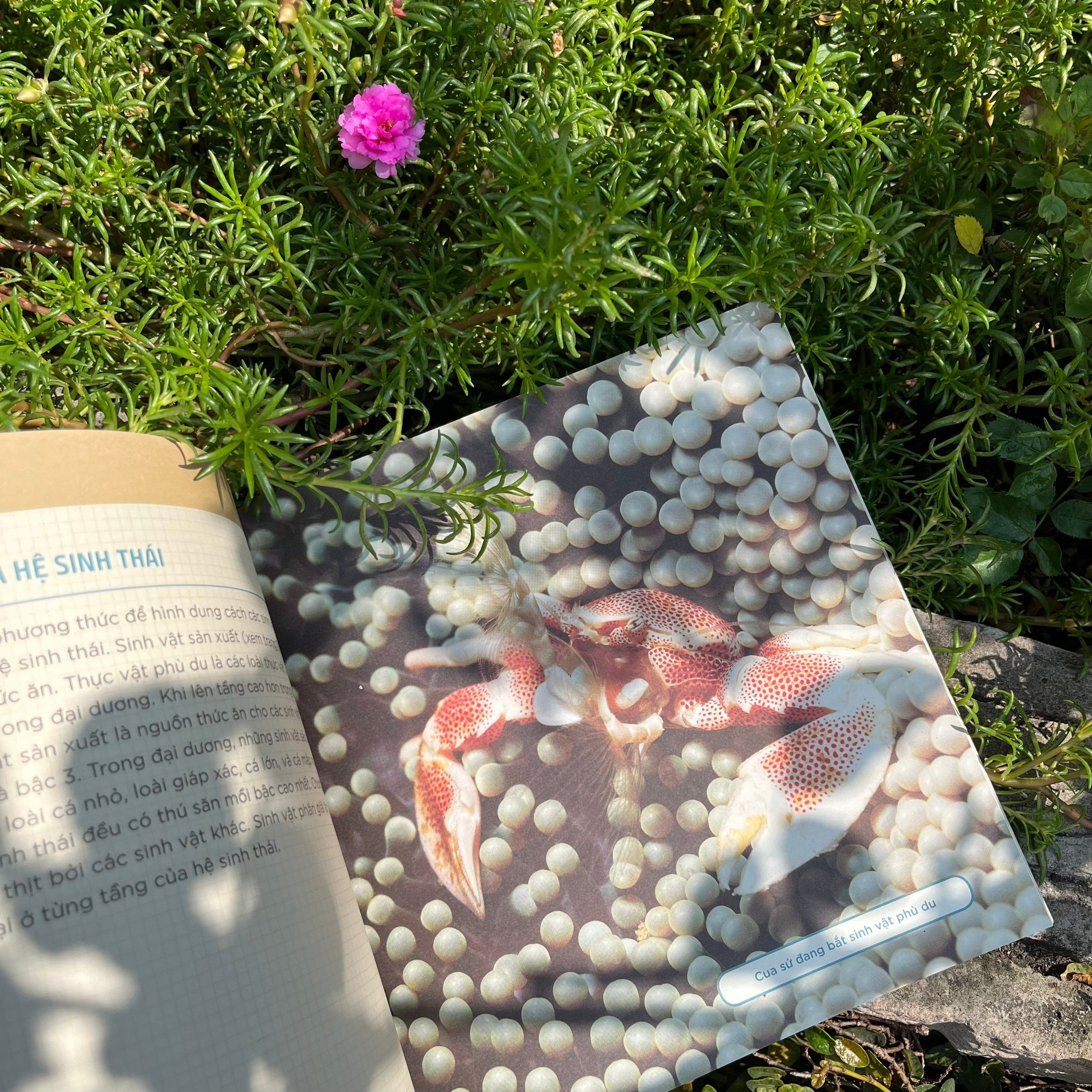 combo sách nhà khoa học nhí - tìm hiểu địa chất + trái đất của chúng ta (bộ 2 cuốn)