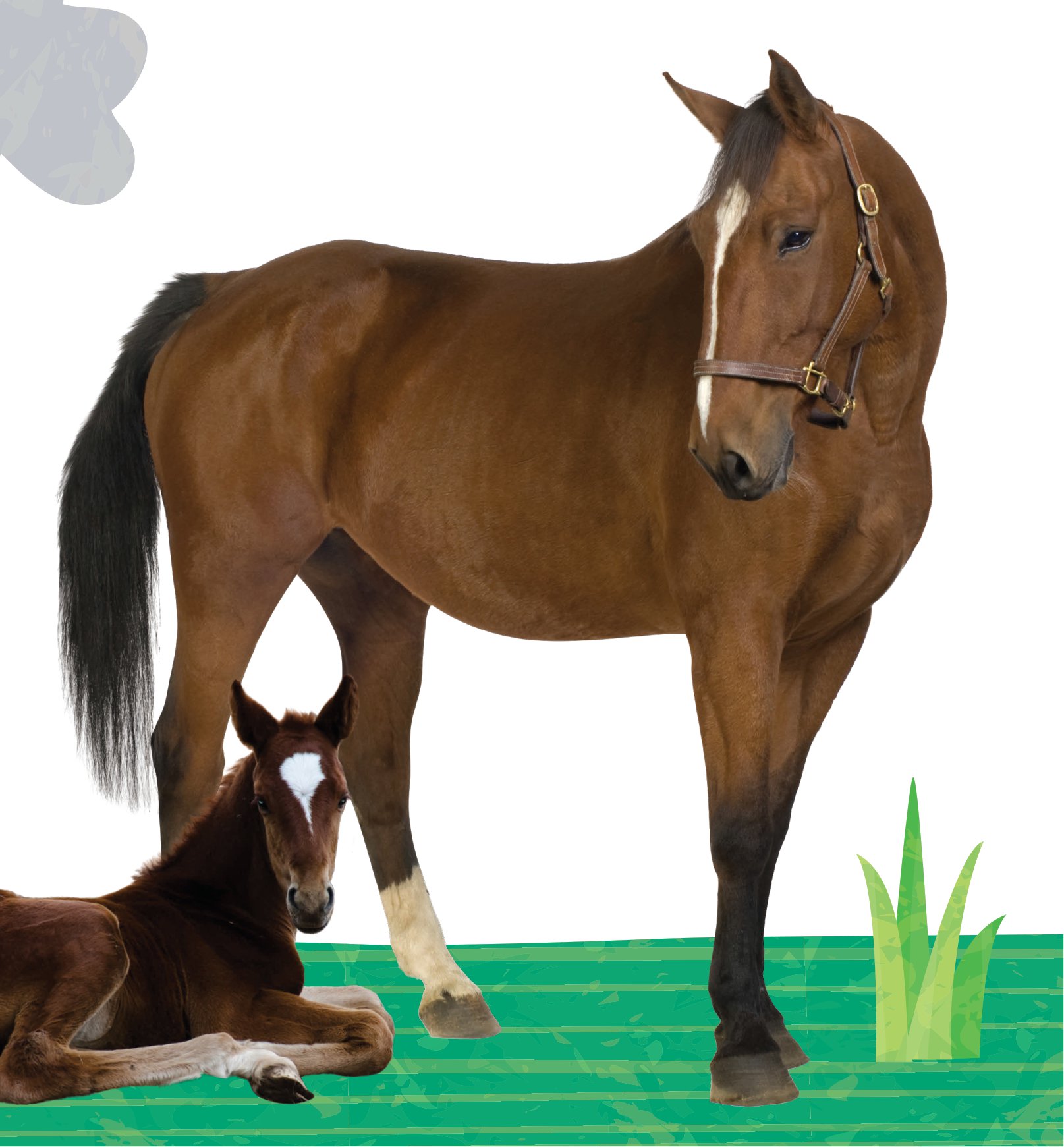 combo sách sách to ôm sách nhỏ - động vật ở nông trại + động vật ở trong rừng (dành cho trẻ từ 0-6 tuổi) (bộ 2 cuốn)